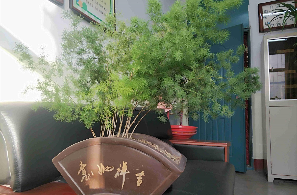 六种最旺的办公桌绿植