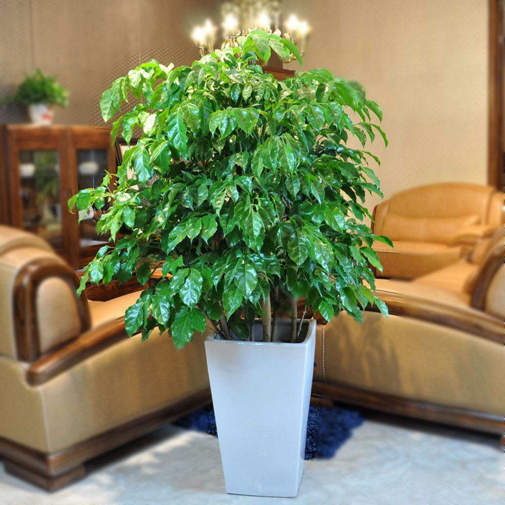 客厅财位放什么植物最好风水