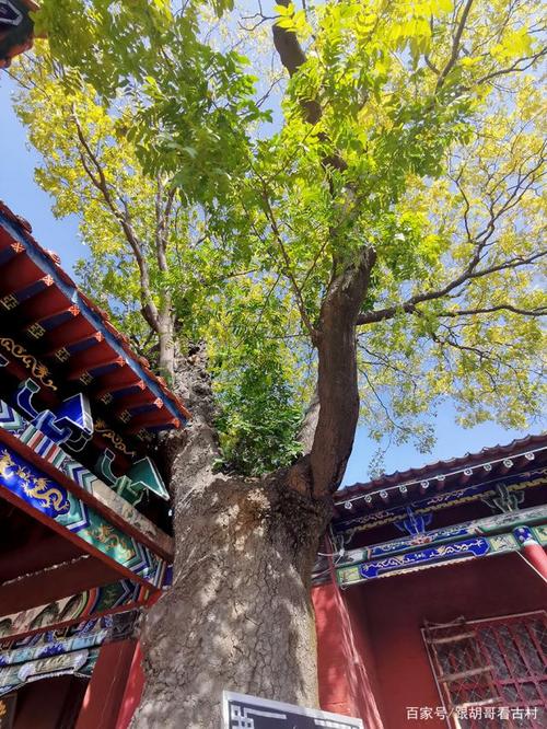 甘望星是哪里人(甘望星是谁) 甘望星是哪里人(甘望星是谁)