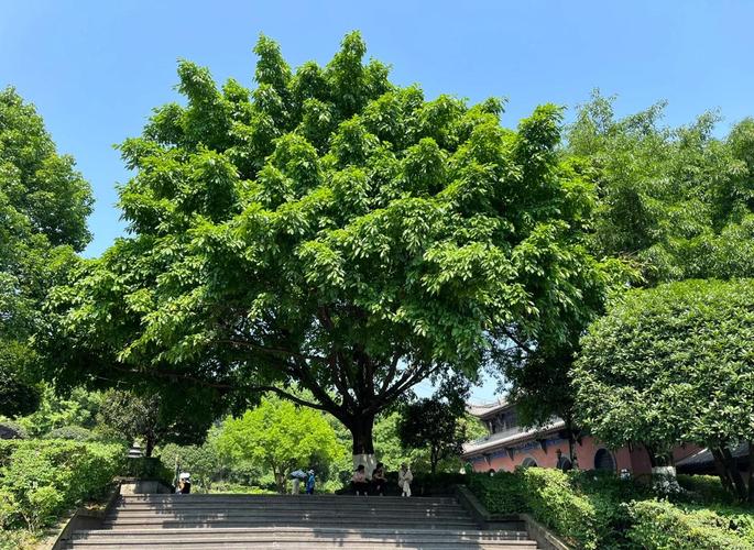 松树的风水禁忌(家门口种松树的风水禁忌) 松树的风水禁忌(家门口种松树的风水禁忌)